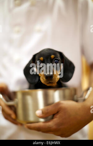 Chef holding miniature Dachshund in saucepan, portrait Stock Photo