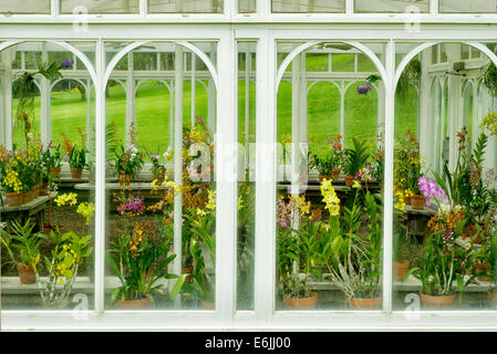 Orchid Greenhouse on grounds of Four Seasons hotel. Lanai, Hawaii Stock Photo