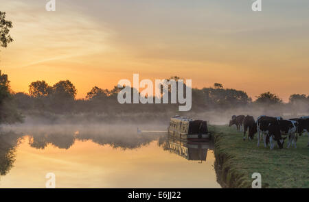 Misty Sunrise over the River Thames at Lechlade, cows grazing, canal boat moored Stock Photo