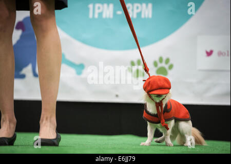 Spitalfields Market, London, UK. 25th August 2014. The capital's snazziest dressed canines strut their stuff at the Paw Pageant 2014 fashion show. The Bank Holiday event took place at Old Spitalfields Market to raise funds for the Battersea Dog and Cats Home while their admiring owners looked on. Pictured: A dog's hat slips over its eyes on the 'Dog Walk' at the 2014 Paw Pageant. Credit:  Lee Thomas/Alamy Live News Stock Photo