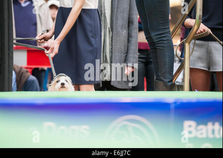 Spitalfields Market, London, UK. 25th August 2014. The capital's snazziest dressed canines strut their stuff at the Paw Pageant 2014 fashion show. The Bank Holiday event took place at Old Spitalfields Market to raise funds for the Battersea Dog and Cats Home while their admiring owners looked on. Pictured: A dog checks out the audience before taking part in the 2014 Paw Pageant. Credit:  Lee Thomas/Alamy Live News Stock Photo