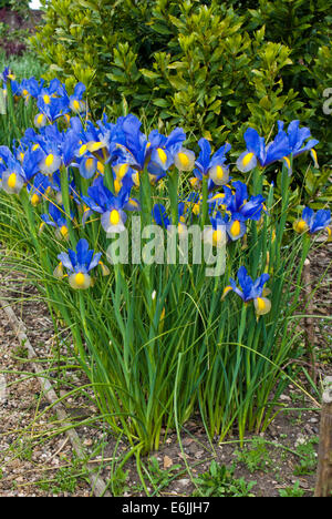 Iris Sibirica Stock Photo