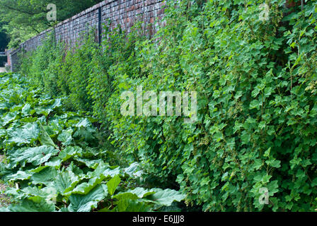 Espalier soft fruit bushes growing in a country walled garden Stock Photo