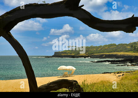 Beach umbrella and tree branch. Beach at Four Seasons, Lanai, Hawaii. Stock Photo