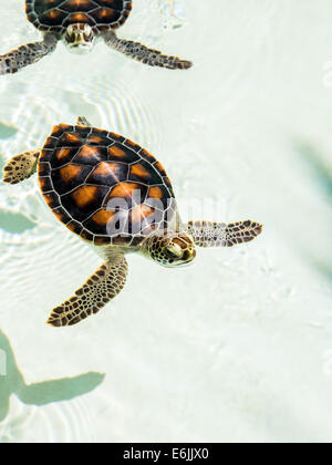 Cute endangered baby turtles swimming in crystal clear water Stock Photo