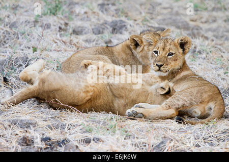 A trio of playful lion cubs Stock Photo