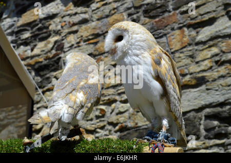 Barn owls Latin name Tyto alba Stock Photo
