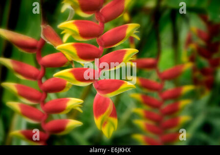 Hanging Lobster Claw (heliconia rostrata). Maui Enchanting Gardens. Maui, Hawaii. Stock Photo