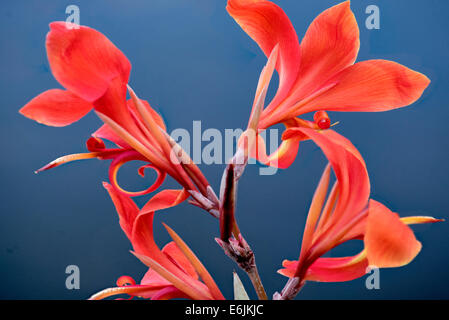 Close up of tropical Flower. Lanai, Hawaii Stock Photo
