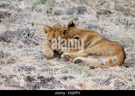 Lion cubs playing together, Zambia, Africa Stock Photo