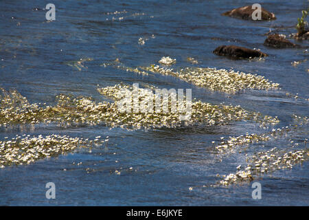 River Water-crowfoot The River Spey near  Speybridge Grantown-on-Spey near Aviemore Speyside Scotland Stock Photo