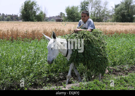 Boy sits on a donkey with clover as animal feed, near Asyut, Egypt Stock Photo