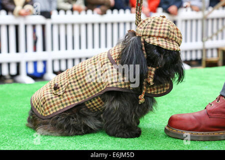 London, UK. 25th August 2014. Dixie at the Old Spitalfields Market Paw Pageant 2014, London. A host of doggy dudes donned couture designer fashions from the queen of canine couture, Lilly Shahravesh of LoveMyDog to fund raise for Battersea Dog & Cats Home in a special doggy fashion show. Each dog was accompanied by models wearing a selection of fashions from NW3, Oliver Bonas, Albam, Jigsaw Menswear, Hackett, Traffic People, Jones and Jones and Shoe Embassy. Credit:  Paul Brown/Alamy Live News Stock Photo