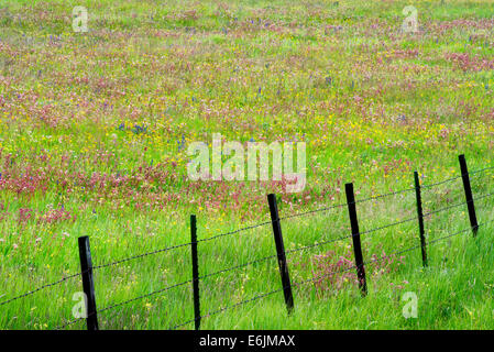Fence line with wildflowers. Zumwalt Prairie Preserve, Oregon