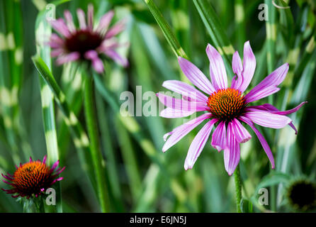 Closeup of purple Echinacea flower ( Cone Flower ) Stock Photo