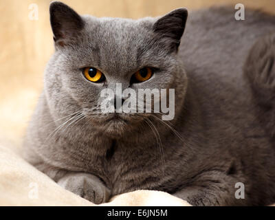 Portrait of adorable purebred british cat Stock Photo