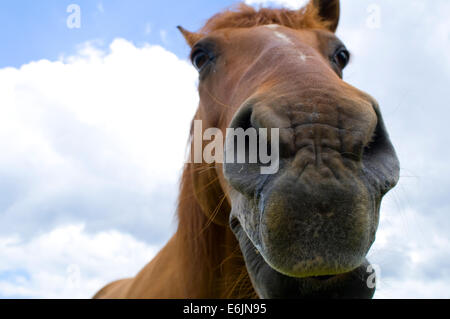 Originally called the Celebrated American Quarter Running Horses by English colonists in the 1600s, the American Quarter Horse w Stock Photo