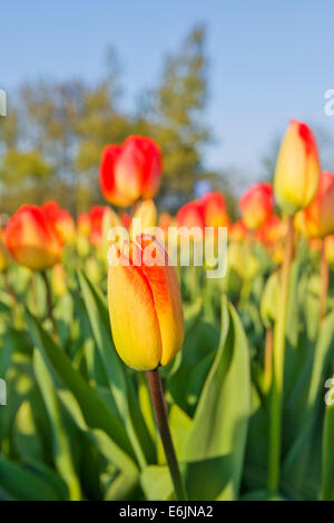 Tulip field near Keukenhof gardens Stock Photo