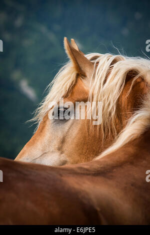 Beautiful Haflinger pony portrait in Italian Alps Stock Photo