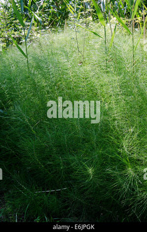 Field horsetail, common horsetail or Mare’s tail, Equisetum arvense, Lombardy, Italy. Stock Photo