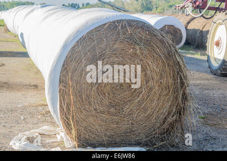 Rows of plastic covered round bales of hay sitting in a farm yard Stock Photo