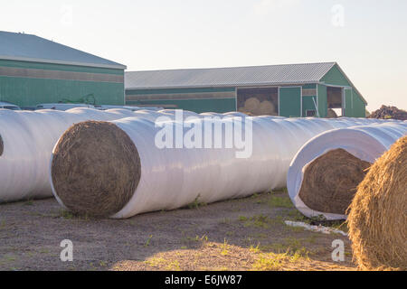 Rows of plastic covered round bales of hay sitting in a farm yard Stock Photo