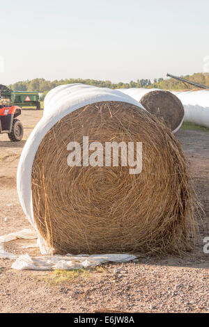 Front on view of a row of plastic covered round bales of hay on a farm in a field. Stock Photo