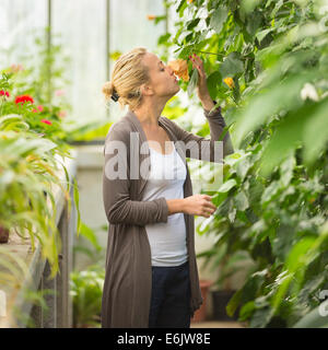 Florists woman working in greenhouse. Stock Photo