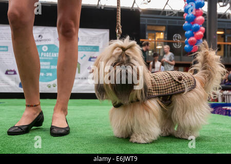 London, UK. 25th August, 2014.   Pampered pooches performed perfectly at the annual Paw Pageant in Old Spitalfields Market.  Raising money for Battersea Dog & Cats Home, a catwalk show saw dogs dressed in designs by Lilly Shahravesh of LoveMyDog accompanied by models in designer outfits.   Credit:  Stephen Chung/Alamy Live News Stock Photo