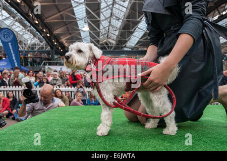 London, UK. 25th August, 2014.   Pampered pooches performed perfectly at the annual Paw Pageant in Old Spitalfields Market.  Raising money for Battersea Dog & Cats Home, a catwalk show saw dogs dressed in designs by Lilly Shahravesh of LoveMyDog accompanied by models in designer outfits.   Credit:  Stephen Chung/Alamy Live News Stock Photo