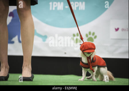 London, UK, UK. 25th Aug, 2014. A dog's hat slips over its eyes on the ''Dog Walk'' at the 2014 Paw Pageant. © Lee Thomas/ZUMA Wire/ZUMAPRESS.com/Alamy Live News Stock Photo