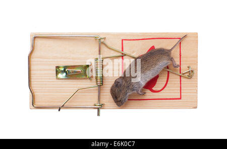 Mouse in a mousetrap it is isolated on a white background Stock Photo