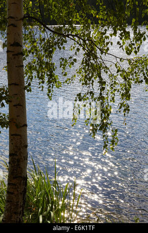 Birch Tree Growing On The Lakeshore, Finland Europe Stock Photo - Alamy