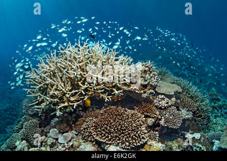 Coral reef with various Acropora Corals (Acropora sp.) and a school of Green Chromis or Blue-green Chromis (Chromis viridis) Stock Photo