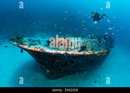 Scuba diver looking at a small wreck with a Redmouth Grouper (Aethaloperca rogaa), on the house reef of Embudu, Indian Ocean Stock Photo