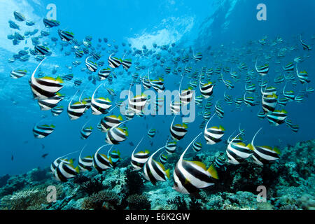 School of Schooling Bannerfish (Heniochus diphreutes) over a coral reef, Indian Ocean, Embudu, South Malé Atoll, Maldives Stock Photo