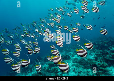 School of Schooling Bannerfish (Heniochus diphreutes) over a coral reef, Indian Ocean, Embudu, South Malé Atoll, Maldives Stock Photo
