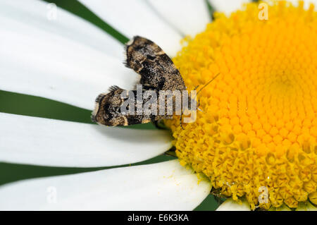 Nettle-tap - Anthophila fabriciana Micro-moth on Ox Eye Daisy - Leucanthemum vulgare Stock Photo