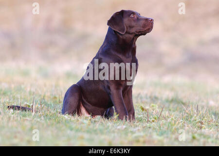 german chocolate lab