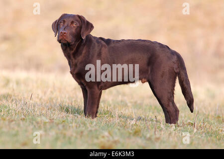 Chocolate Labrador Retriever, male dog standing in the grass, Germany Stock Photo