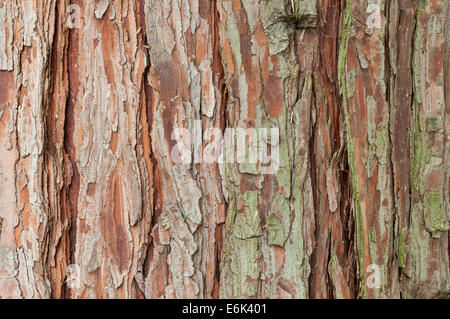 Bark of a California incense cedar (Calocedrus decurrens), Palm Garden, Frankfurt am Main, Hesse, Germany Stock Photo
