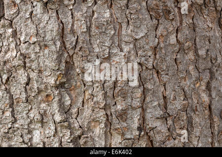 Bark of a Sycamore (Acer pseudoplatanus), Palm Garden, Frankfurt am Main, Hesse, Germany Stock Photo