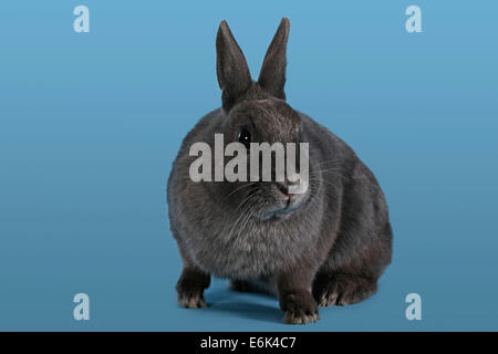 Blue Dwarf rabbit Stock Photo