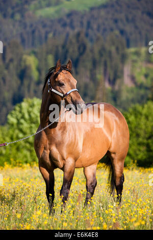 Quarter Horse wearing a show halter, stallion, buckskin, standing on a flowering meadow, North Tyrol, Austria Stock Photo