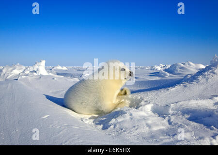 Harp seal (Pagophilus groenlandicus, Phoca groenlandica) pup on ice, Magdalen Islands, Gulf of St. Lawrence, Quebec Province Stock Photo