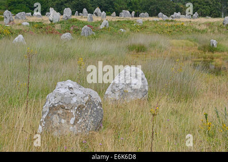 Carnac stones, menhirs near Carnac, Département Morbihan, Brittany, France Stock Photo