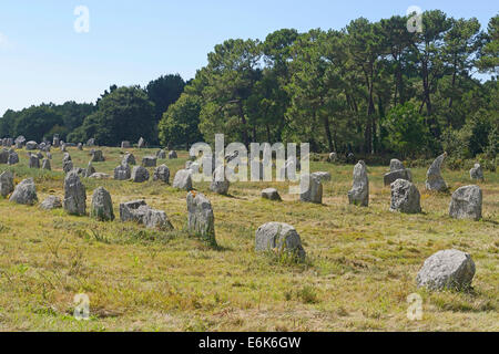 Carnac stones, menhirs near Carnac, Département Morbihan, Brittany, France Stock Photo