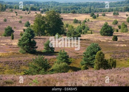 View of the heath landscape from Wilseder Berg hill with flowering Heather (Calluna vulgaris), Wilsede Stock Photo