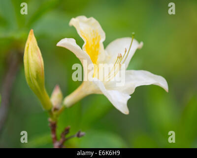 Yellow Azalea or Honeysuckle Azalea (Azalea pontica syn Rhododendron luteum), flowering, Thuringia, Germany Stock Photo