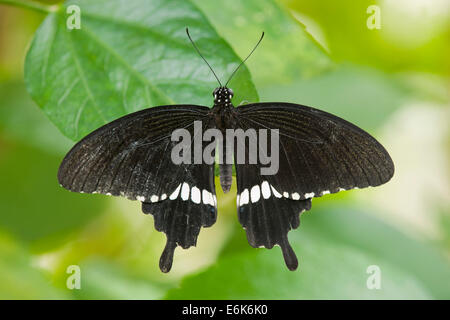 Common Mormon butterfly (Papilio polytes), captive, Thuringia, Germany Stock Photo